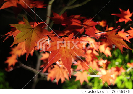 清水寺亮燈 26556986