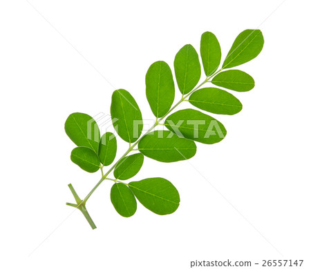 Moringa leaves isolate on white background 26557147