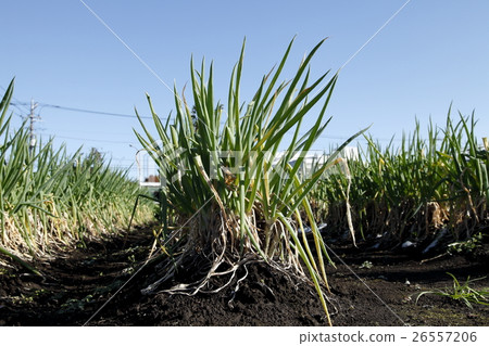 Green onion Green onion 26557206