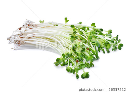 heap of alfalfa sprouts isolated on white heap of alfalfa sprouts isolated on white 26557212
