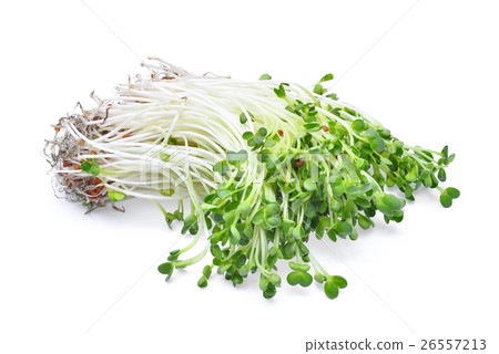 heap of alfalfa sprouts isolated on white heap of alfalfa sprouts isolated on white 26557213