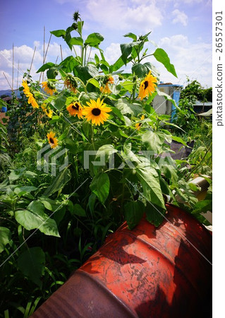 Sunflower and drum can Sunflower and drum can 26557301