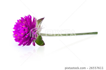 Globe amaranth flower isolated on white background Globe amaranth flower isolated on white background 26557611