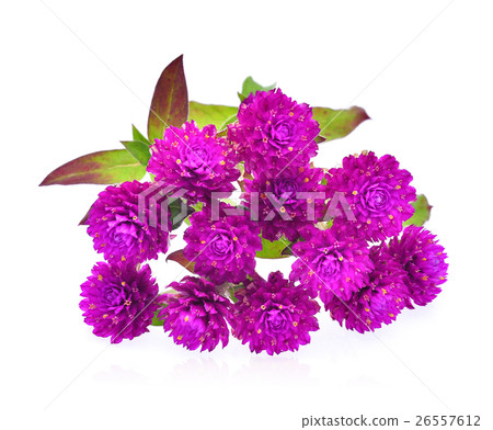 Globe amaranth flower isolated on white background Globe amaranth flower isolated on white background 26557612