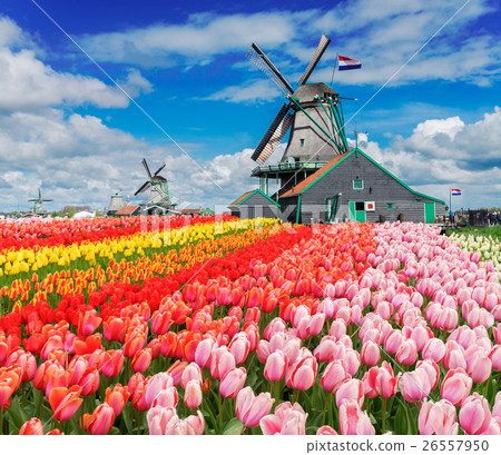 Dutch wind mills 26557950