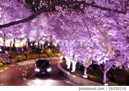 Yozakura隧道 26558116