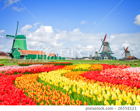 dutch windmills with in Zaanse Schans 26558121