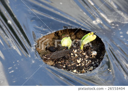 Germination of edamame Germination of edamame 26558404