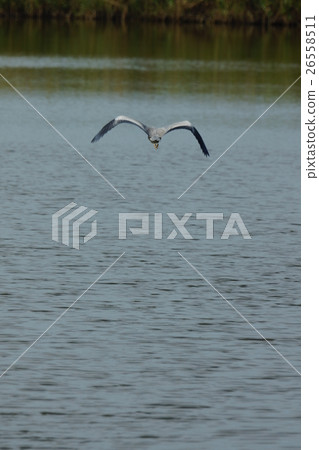 heron heron 26558511