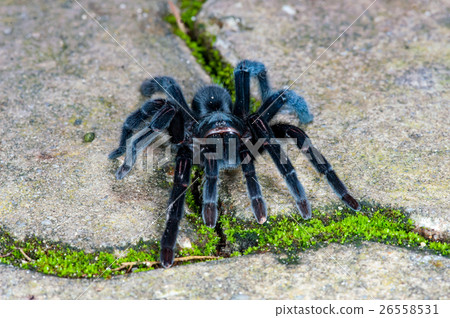 Selenocosmia javanensis tarantula spider Selenocosmia javanensis tarantula spider 26558531