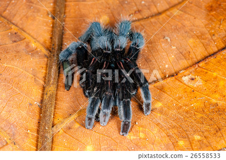 Selenocosmia javanensis tarantula spider 26558533