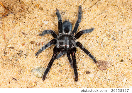 Selenocosmia javanensis tarantula spider - Stock Photo [26558537] - PIXTA