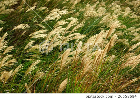 陽明山芒花 陽明山芒花 26558684