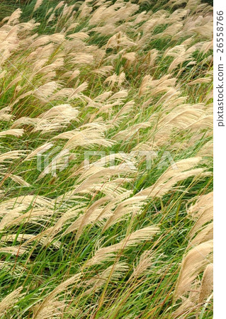 陽明山芒花 26558766