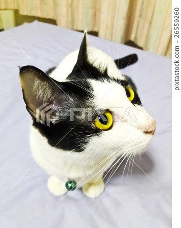 Thai Cat Thai Cat 26559260