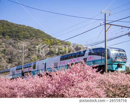 Superview Odoriko and Kawazu Sakura 26559756