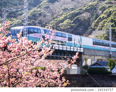 Superview Odoriko and Kawazu Sakura 26559757