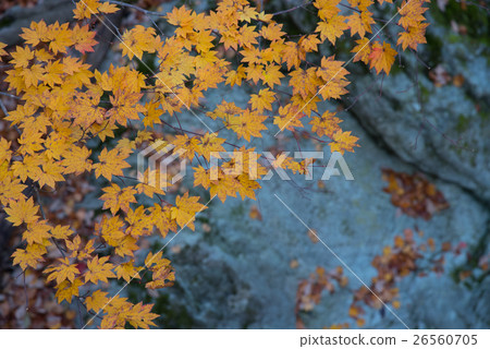 Autumn leaves and rocks 26560705