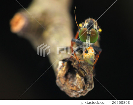 生物體,昆蟲,昆蟲,飲食補充飲食 生物體,昆蟲,昆蟲,飲食補充飲食 26560808
