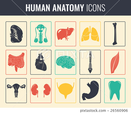 Human internal organs. Anatomy set. Vector Human internal organs. Anatomy set. Vector 26560906