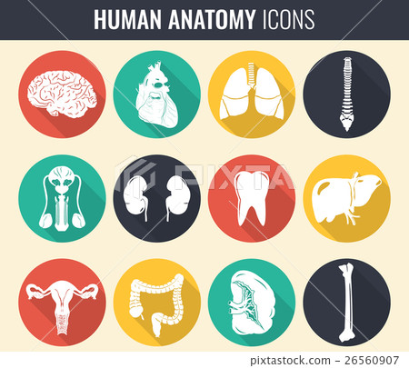 Human internal organs. Anatomy set. Vector Human internal organs. Anatomy set. Vector 26560907