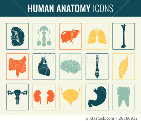 Human internal organs. Anatomy set. Vector Human internal organs. Anatomy set. Vector 26560912