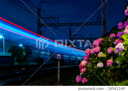 繡球花和輕度種族 26561140