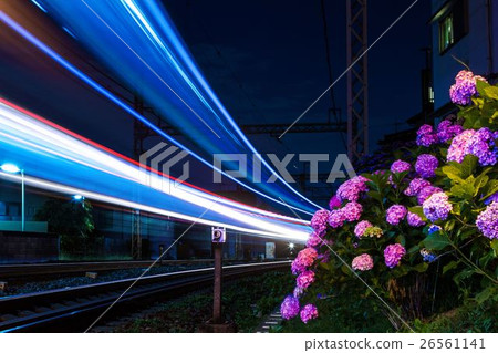 Hydrangea and light race 26561141