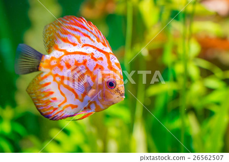Discus in aquarium 26562507