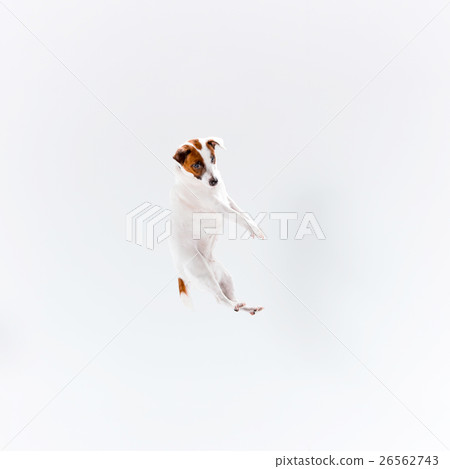 Small Jack Russell Terrier on white Small Jack Russell Terrier on white 26562743