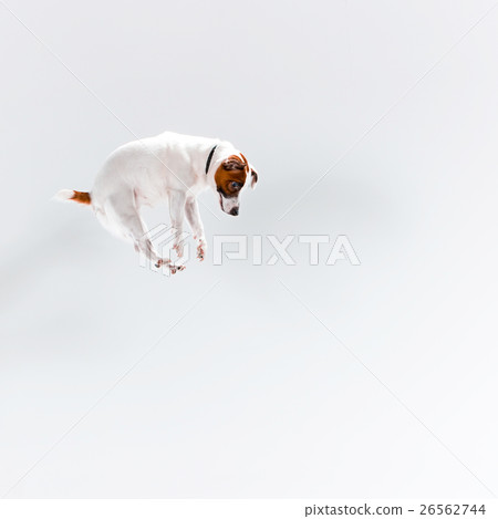 Small Jack Russell Terrier on white 26562744
