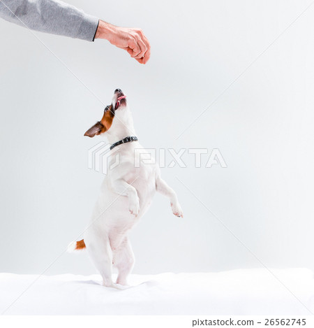 Small Jack Russell Terrier on white Small Jack Russell Terrier on white 26562745