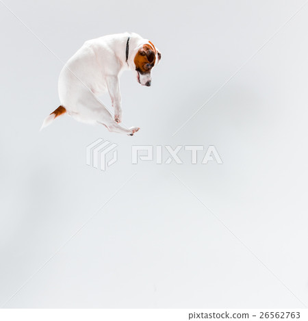 Small Jack Russell Terrier on white 26562763