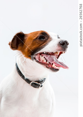 Small Jack Russell Terrier sitting on white 26562768