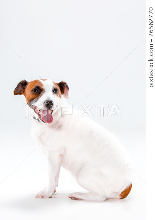 Small Jack Russell Terrier sitting on white 26562770