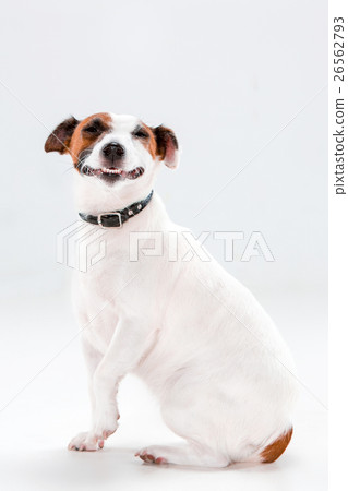Small Jack Russell Terrier sitting on white 26562793