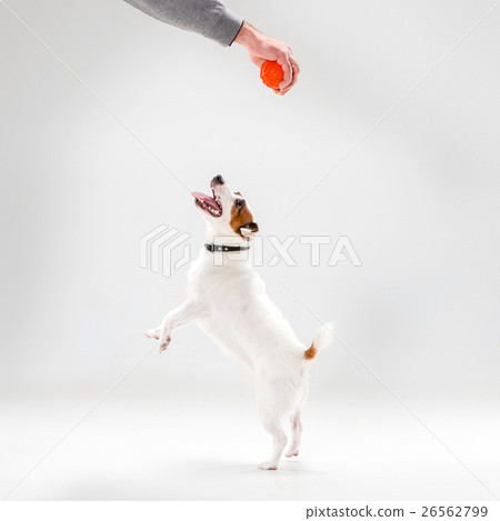 Small Jack Russell Terrier on white 26562799