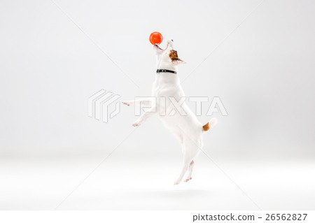 Small Jack Russell Terrier on white 26562827