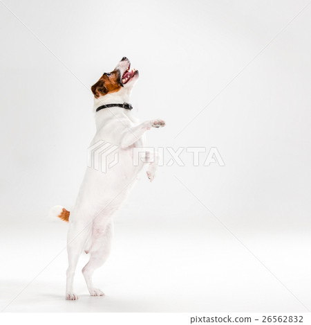 Small Jack Russell Terrier on white Small Jack Russell Terrier on white 26562832
