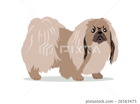 Pekingese Isolated on White Background. 26563475