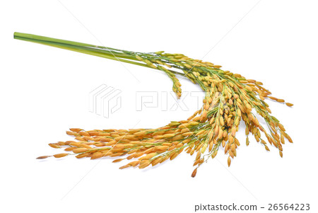 ears of Thai jasmine rice isolated on white  26564223