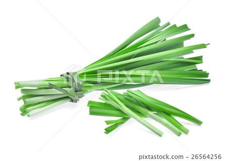 fresh garlic chives vegetableon isoalted on white fresh garlic chives vegetableon isoalted on white 26564256