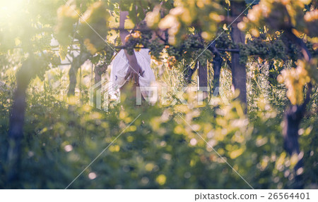 Beautiful female in the vineyard  26564401