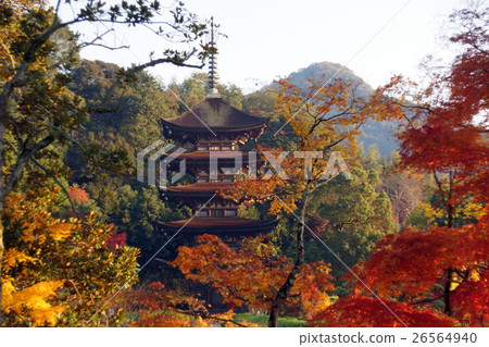 Autumn leaves and Rurikoji 5-storied pagoda 26564940