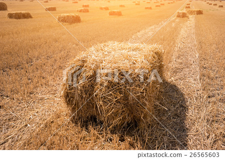 Rectangular hay bale. 26565603