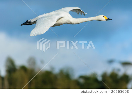 A swan flying 26565608