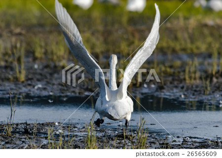 Swan spreading wings (young bird, behind) Swan spreading wings (young bird, behind) 26565609