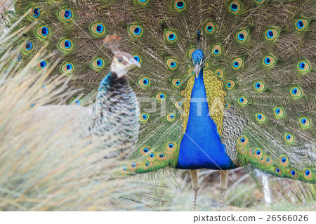 美麗的孔雀開屏在美國洛杉磯 美麗的孔雀開屏在美國洛杉磯 26566026