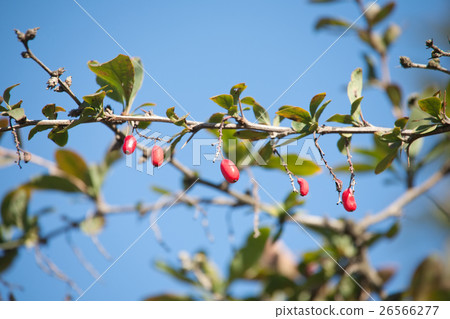 barberries barberries 26566277