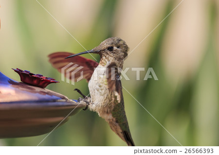 Cute flying hummingbird Cute flying hummingbird 26566393